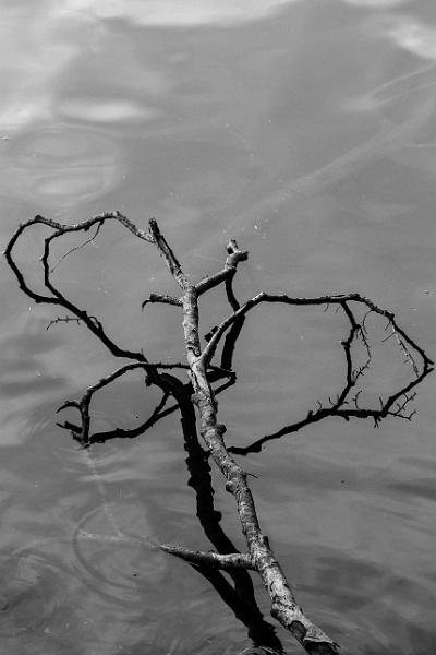 2018_08_09_Auvergne  (0018).jpg - Lac Pavin, Auvergne (Aout 2018)